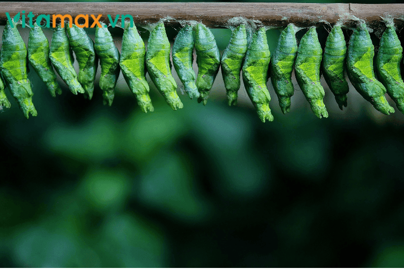 nuôi cấy trên nhộng tầm