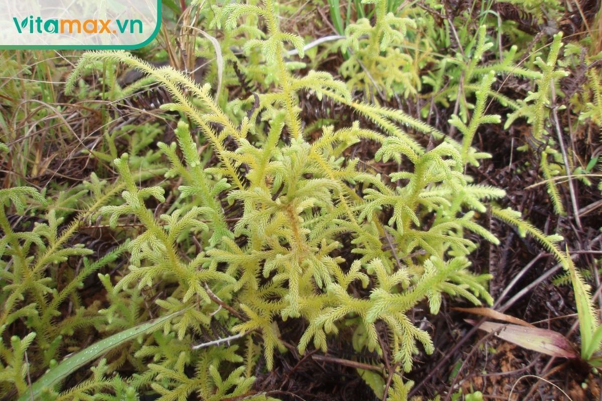 Cây thông đất mọc sát nền rừng với nhiều nhánh xanh phân chia dày, lá nhỏ phủ đều dọc thân trong môi trường ẩm.