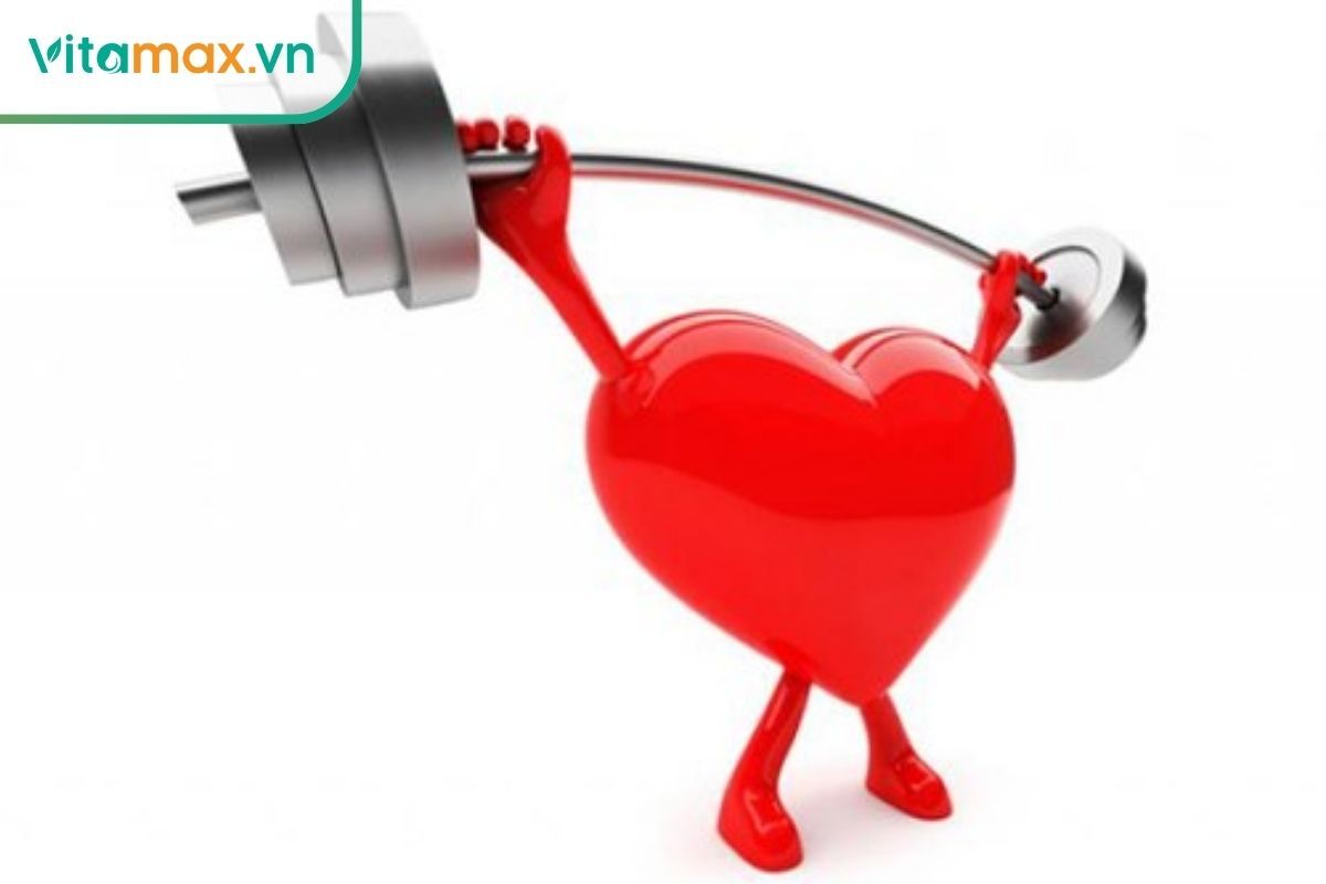 Tác dụng của viên uống tinh dầu thông đỏ trong việc bảo vệ tim mạch