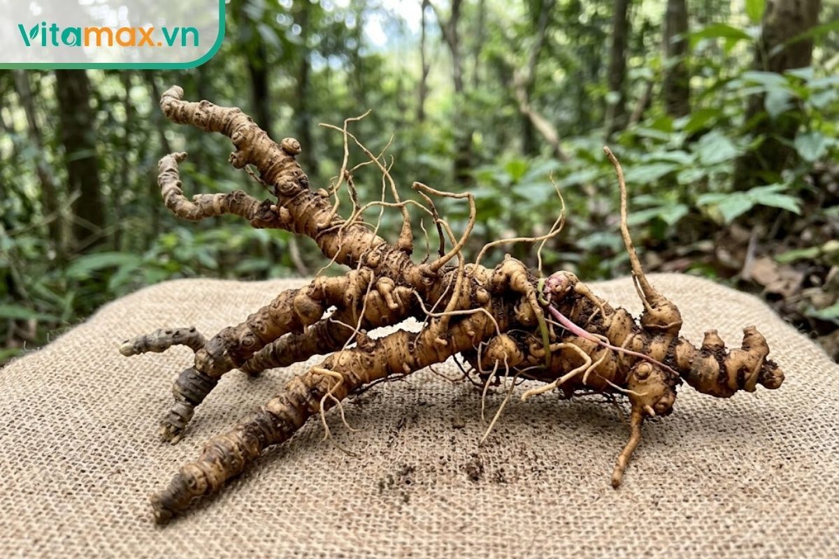 Ảnh đại diện cận cảnh củ sâm Ngọc Linh tươi với các đốt sần sùi đặc trưng, giới thiệu sâm ngọc linh có tác dụng gì.