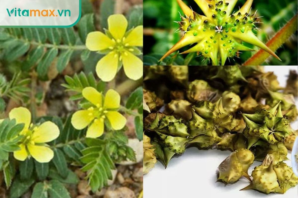 Bạch tật lê có khả năng tác động quá trình cương dương.