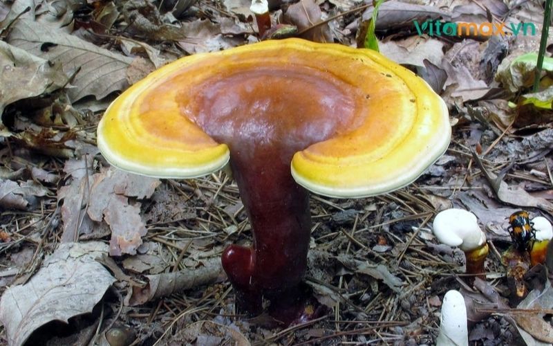 các loại nấm linh chi và công dụng