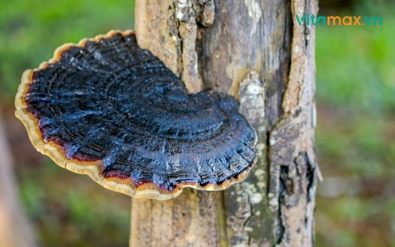 các loại nấm linh chi và công dụng