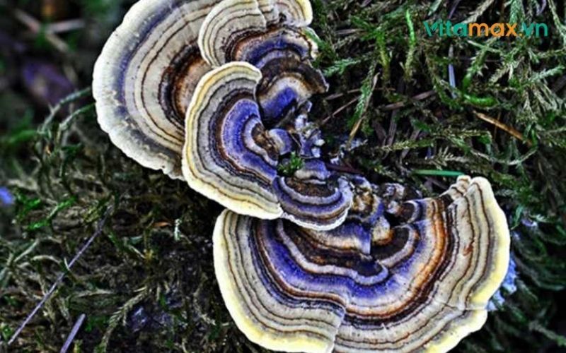 các loại nấm linh chi và công dụng