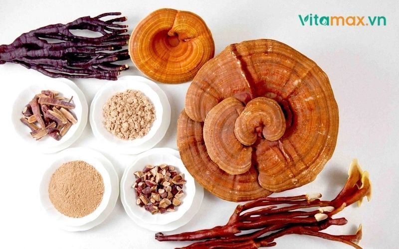 các loại nấm linh chi và công dụng