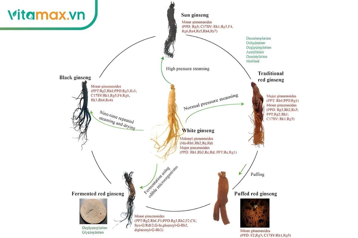 hồng sâm hắc sâm và sâm tươi mỗi loại có dược tính khác nhau khi ngâm rượu
