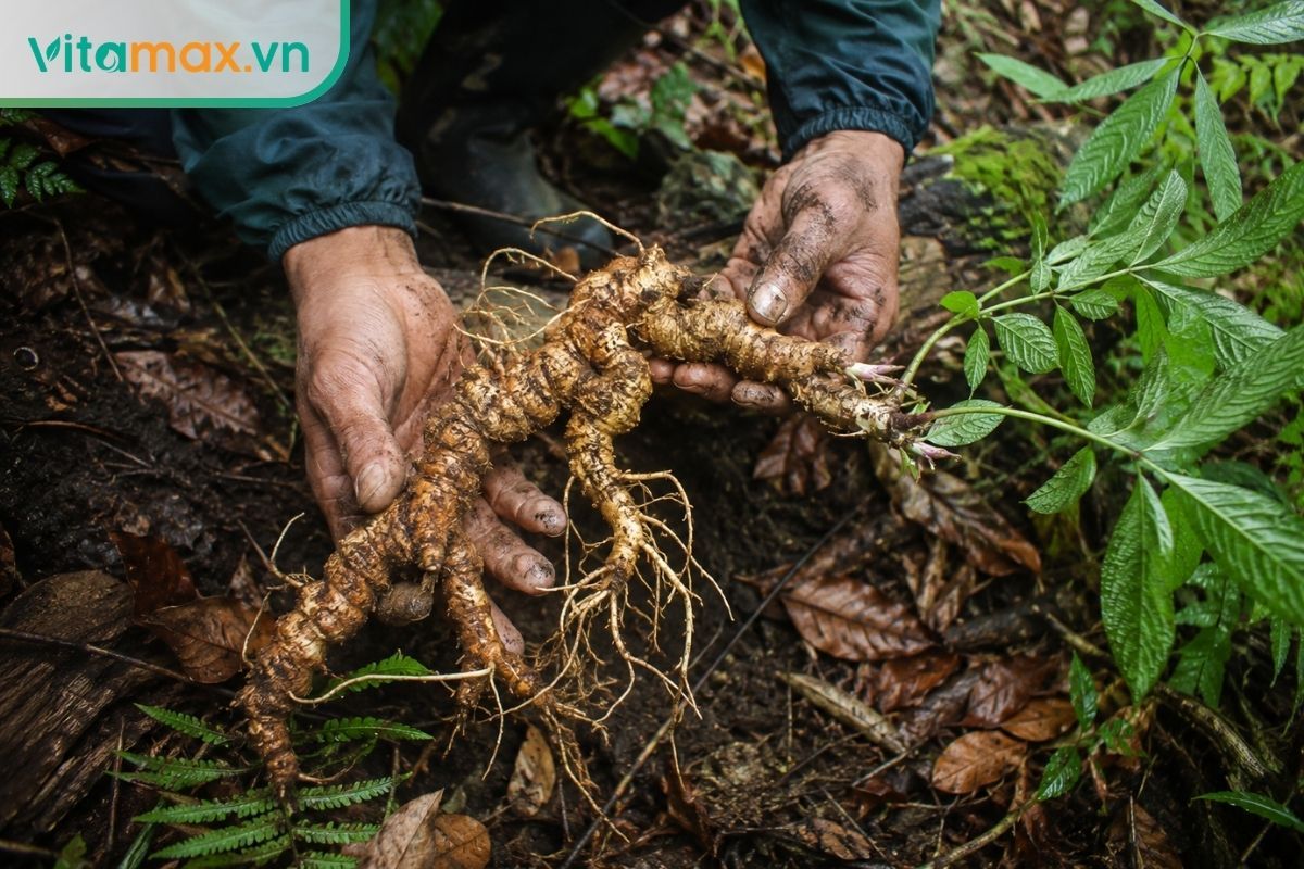 Đôi bàn tay lấm lem bùn đất của người nông dân đang cẩn thận đào một củ sâm rừng tươi trên nền đất mùn đầy lá mục tại vùng núi cao, sương mù nhẹ.