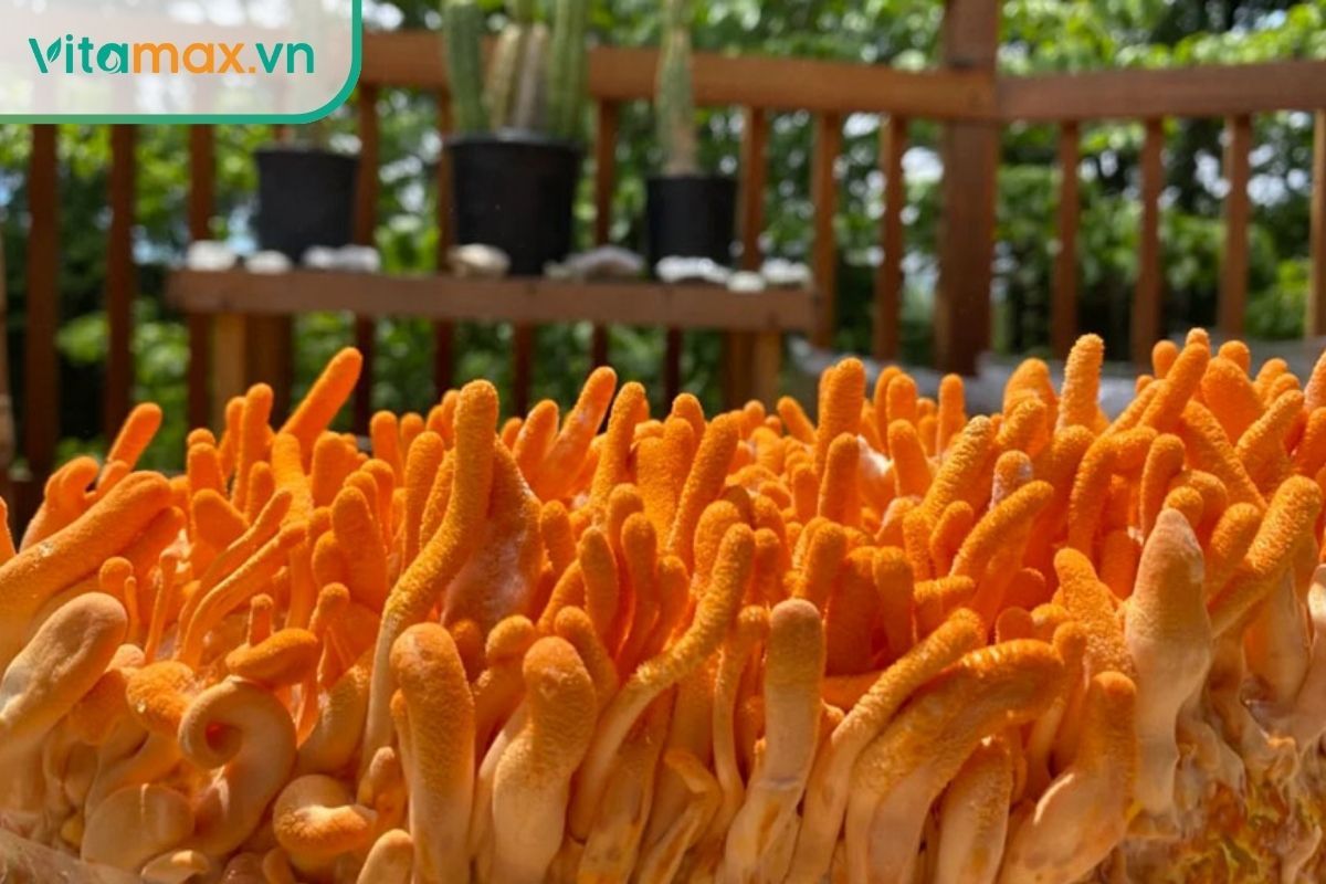 Cận cảnh nấm đông trùng hạ thảo tươi màu cam rực rỡ, thể hiện sự tươi mới cần bảo quản đúng cách để giữ nguyên dưỡng chất.