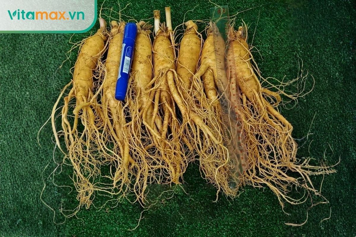 Cách bảo quản sâm tươi Hàn Quốc 6 tháng giữ trọn dược tính