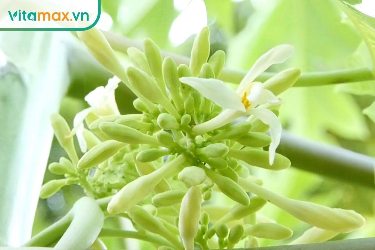 Cận cảnh chùm hoa đu đủ đực tươi với nụ nhỏ, nhị vàng, chưa nở bung để làm nguyên liệu ngâm mật ong tốt nhất.