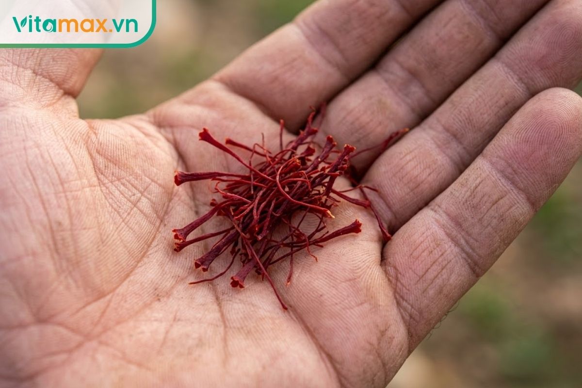 Cận cảnh siêu nét những sợi nhụy hoa nghệ tây nguyên chất có màu đỏ thẫm sậm màu, phần đầu nhụy hơi phình to và loe ra đặt trên lòng bàn tay.