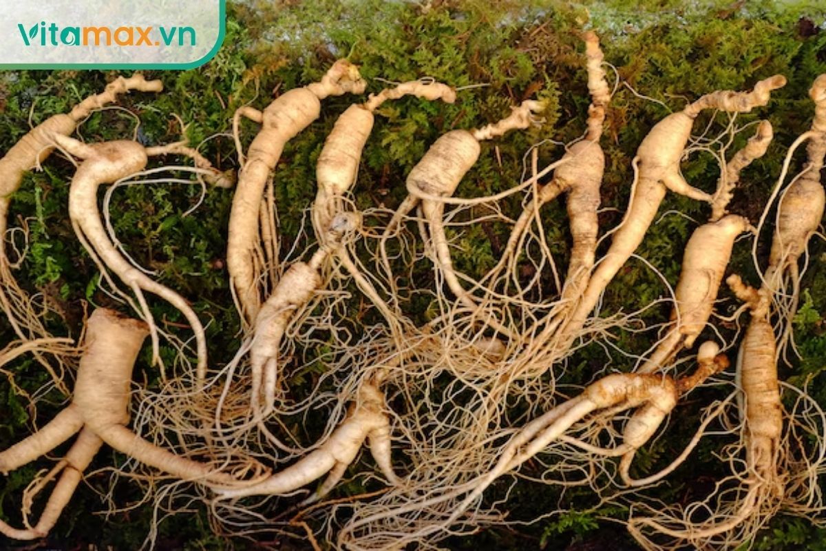 nhân sâm Hàn Quốc tươi chất lượng cao dùng để ngâm rượu