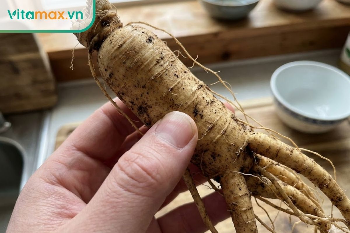 Bàn tay đang kiểm tra độ rắn chắc của củ sâm tươi trước khi sơ chế.