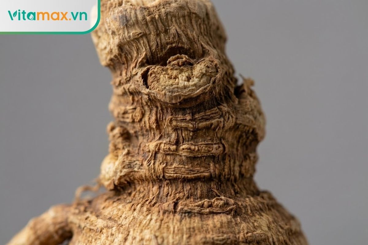 Soi các đốt trên đầu củ sâm (rhizome) để tính tuổi sâm.