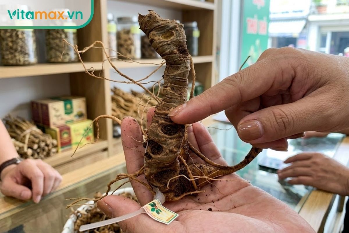 Cận cảnh đôi bàn tay đang soi kỹ các mắt đốt trên thân củ sâm Ngọc Linh tươi để đánh giá chính xác độ tuổi của sâm.