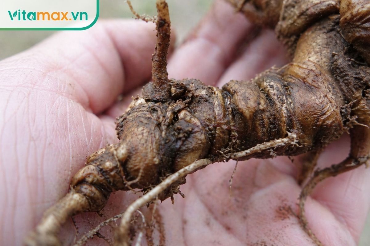 Cận cảnh các mắt đốt sần sùi xếp nối tiếp nhau trên thân củ sâm Ngọc Linh lâu năm, yếu tố chính quyết định mức giá sâm đắt đỏ