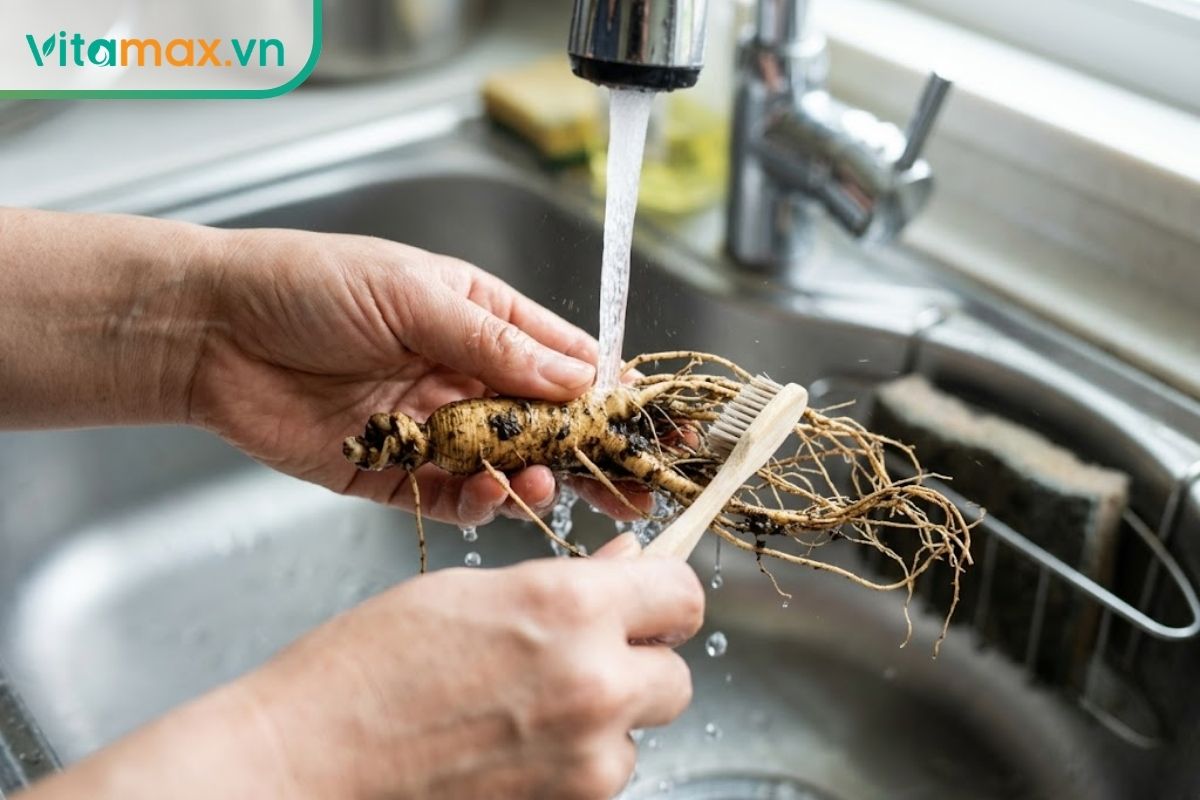 Đôi bàn tay đang cầm củ nhân sâm tươi dưới vòi nước chảy, dùng bàn chải nhỏ lông mềm chà nhẹ lên rễ sâm để làm sạch lớp đất cát bám bên ngoài.