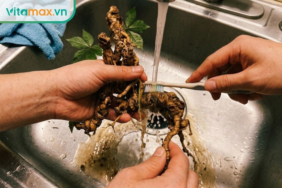 Dùng bàn chải mềm nhẹ nhàng làm sạch đất cát bám trên rễ củ sâm Ngọc Linh tươi dưới vòi nước chảy chậm.
