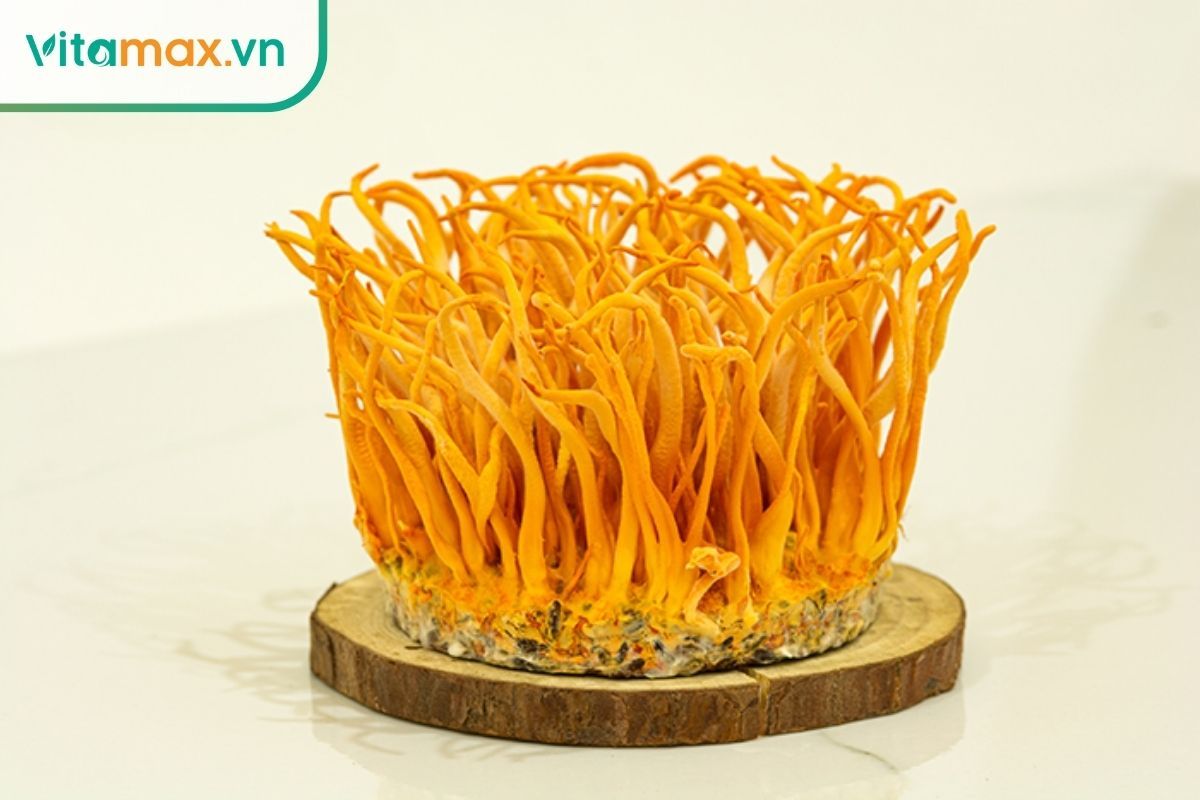 Cận cảnh nấm đông trùng hạ thảo tươi màu cam rực rỡ mọc thành cụm trên giá thể, giúp người dùng nhận diện dược liệu.