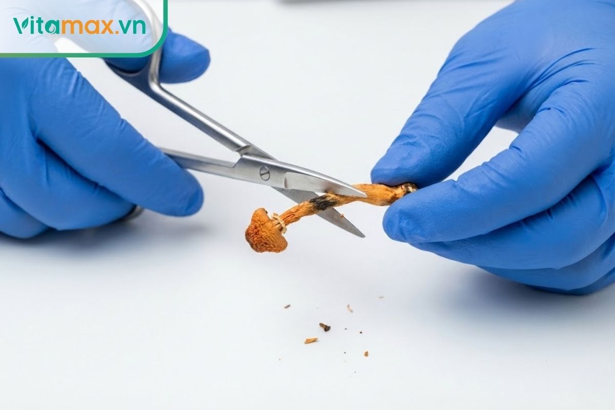 Người dùng đeo găng tay y tế dùng kéo sạch cắt bỏ phần nấm mốc trên thân đông trùng hạ thảo.