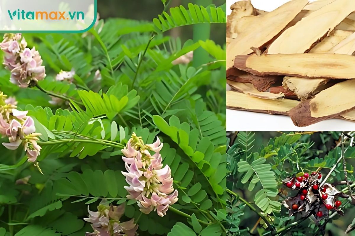 Cam thảo chống lão hóa hiệu quả nhờ các flavonoid có tác dụng chống oxy hóa.