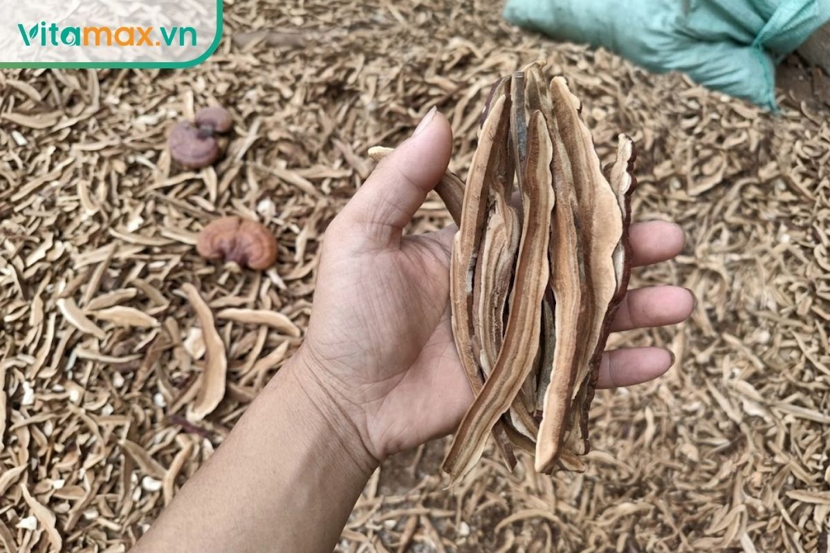 Bàn tay nâng lát nấm linh chi khô để lộ lớp ruột màu nâu nhạt, mép sẫm và các thớ xơ tự nhiên trên nền bàn sáng.