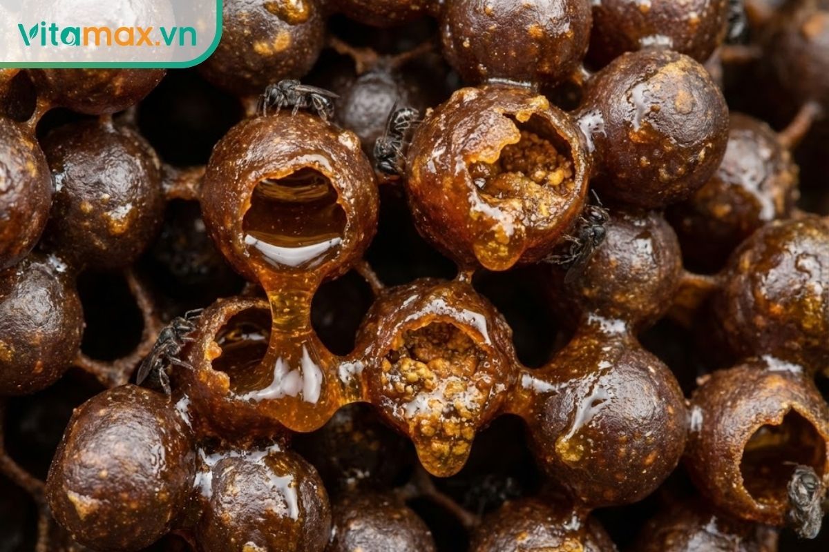 Cấu trúc bên trong tổ ong Dú với các túi mật hình cầu độc đáo làm từ sáp và keo ong sẫm màu.