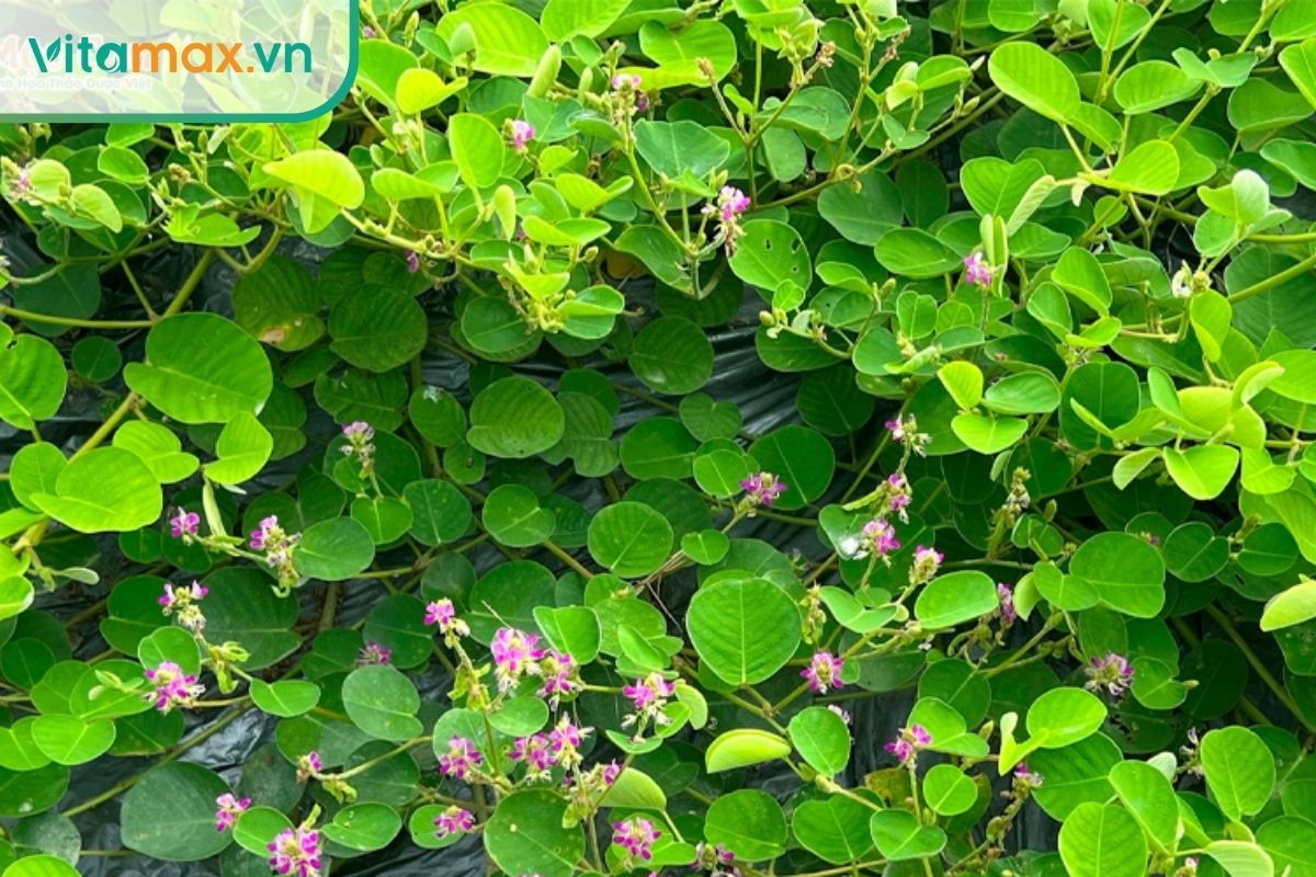 Chiết xuất kim tiền thảo mang lại tác động kép: vừa ngăn ngừa hình thành sỏi, vừa giúp giảm viêm và bảo vệ tế bào thận.
