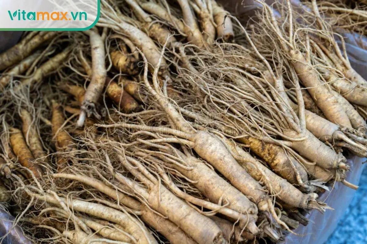nhân sâm tươi nhiều rễ chất lượng cao thích hợp để ngâm rượu mật ong