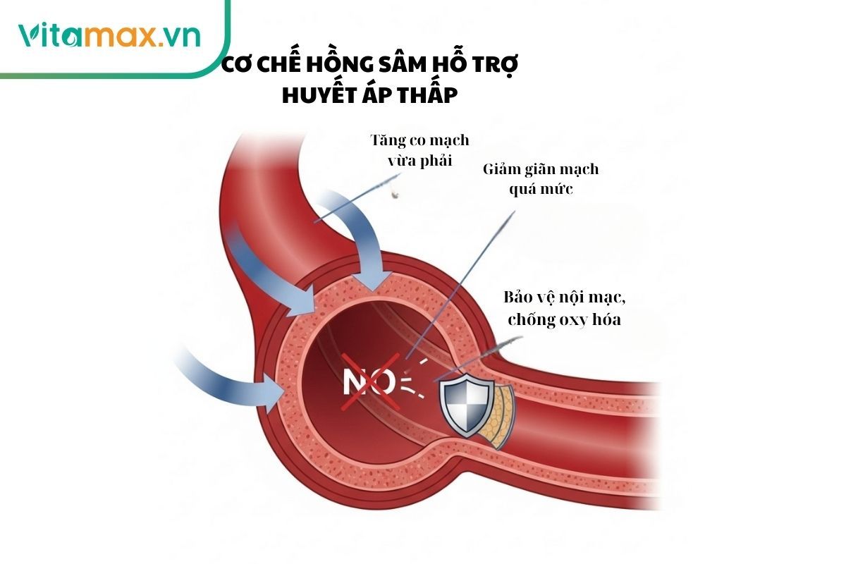 Sơ đồ giải thích cơ chế hồng sâm hỗ trợ người huyết áp thấp bằng cách điều hòa co mạch, giảm giãn mạch và bảo vệ thành mạch