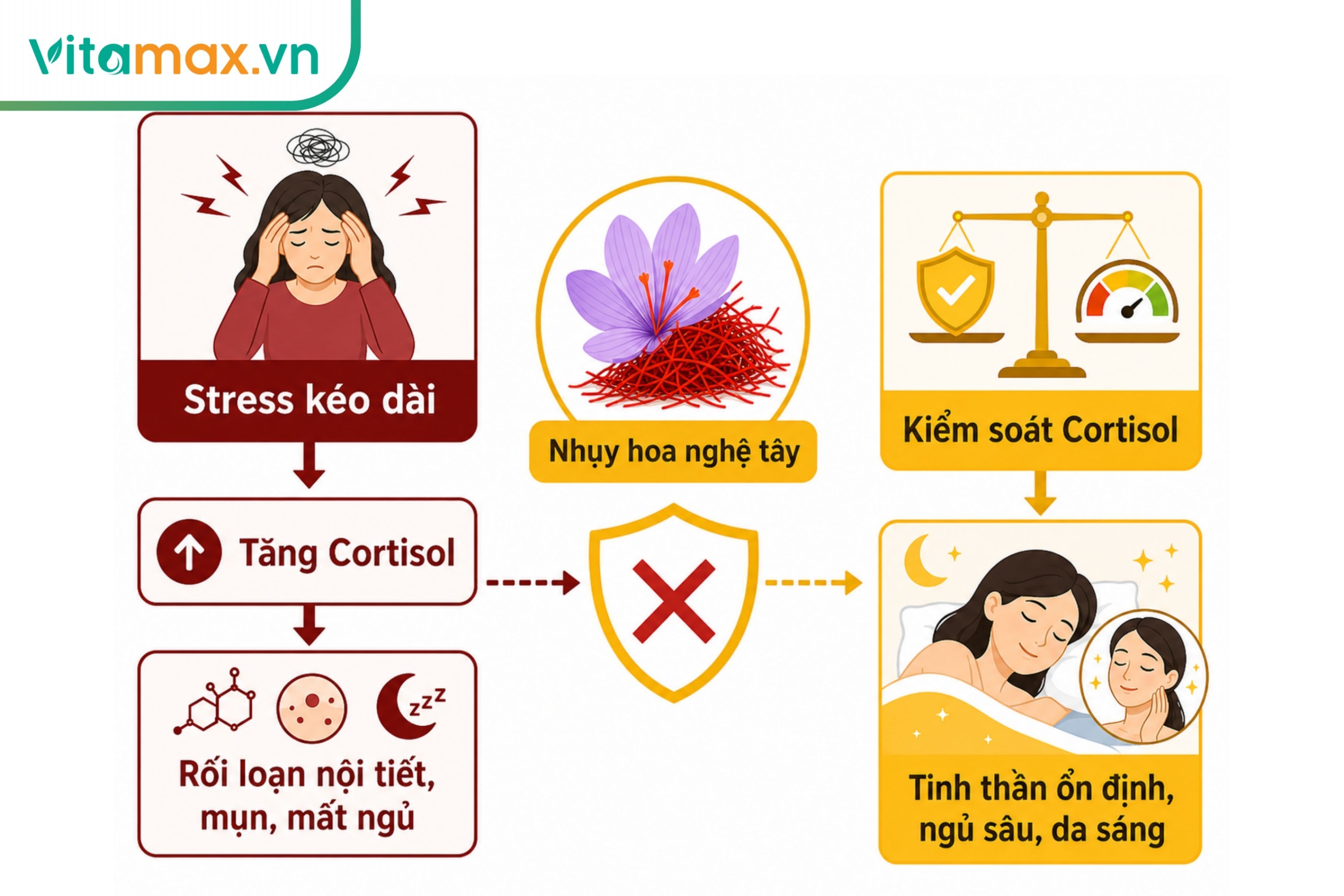 Sơ đồ minh họa cơ chế nhụy hoa nghệ tây hỗ trợ giảm mức độ cortisol và cân bằng nội tiết tố nữ.