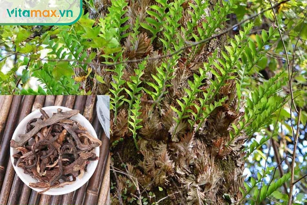 Cây cốt toái bổ dạng dương xỉ mọc bám trên thân cây, kèm hình phần thân rễ khô được dùng làm dược liệu.
