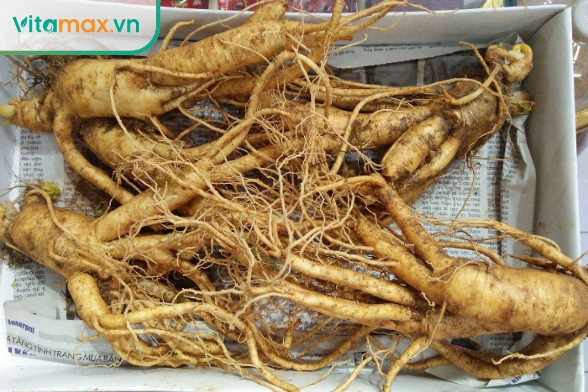 Củ sâm Hàn Quốc 6 năm tuổi dùng làm sâm bột
