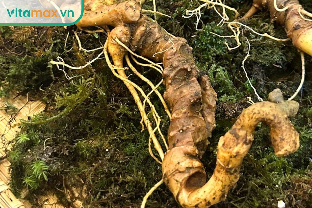 Cận cảnh củ sâm Ngọc Linh tươi với các đốt sần sùi đặc trưng, giúp người dùng nhận biết dược liệu thật và hiểu sâm ngọc linh có tác dụng gì.