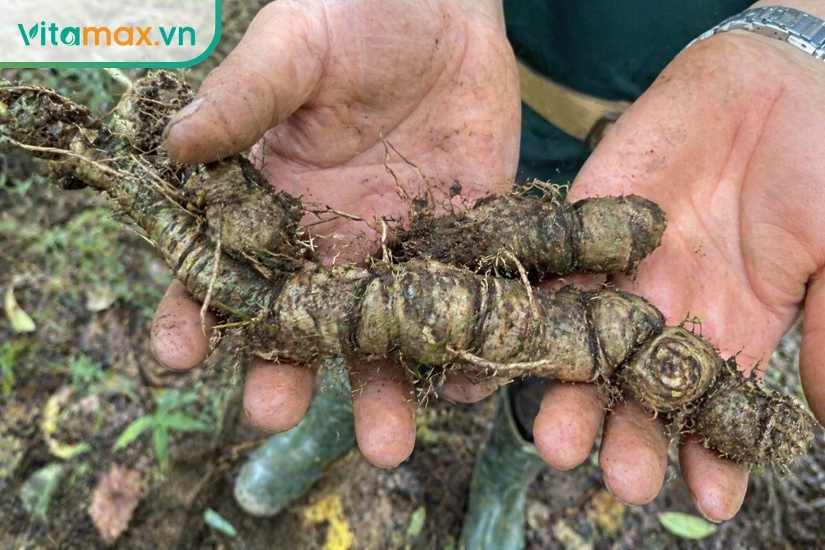 Cận cảnh củ sâm Ngọc Linh thật trên tay người nông dân, bề mặt sần sùi với nhiều mắt lõm và đốt tự nhiên, rễ con bám quanh.
