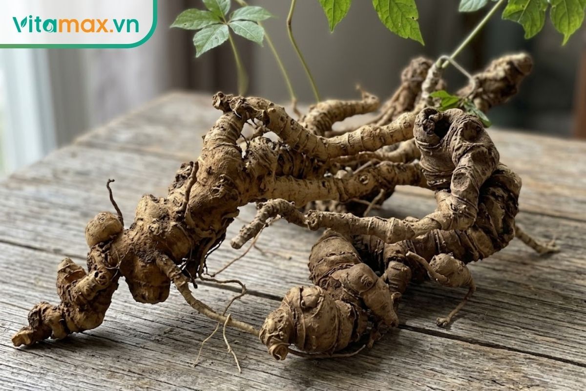 Cận cảnh củ sâm Ngọc Linh tươi với nhiều rễ con và các mắt đốt xen kẽ tự nhiên giúp nhận biết sâm chuẩn để ngâm rượu