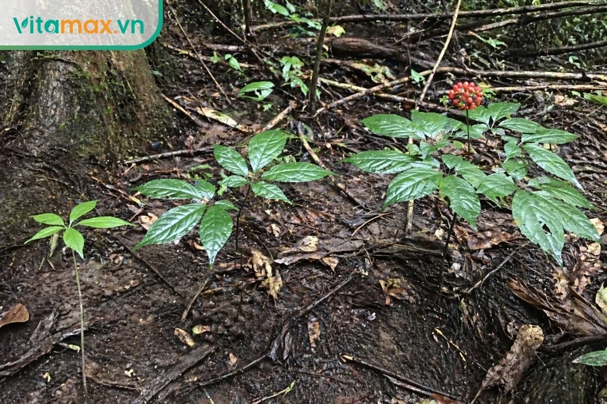 So sánh cây sâm Ngọc Linh non và cây trưởng thành qua số lá kép, màu thân, hoa tán và quả đỏ cam trong môi trường tự nhiên.