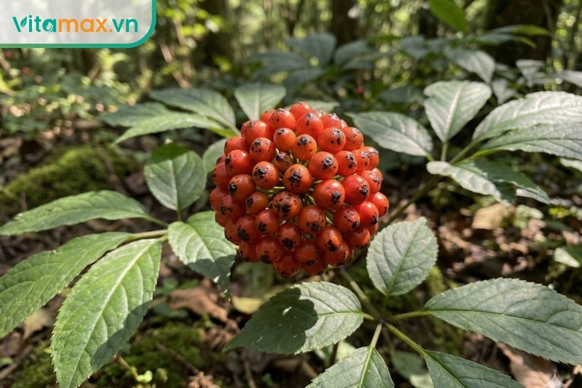 Cận cảnh chùm quả sâm Ngọc Linh chín màu đỏ cam rực rỡ với các chấm đen tự nhiên ở đỉnh quả mọc trong rừng.
