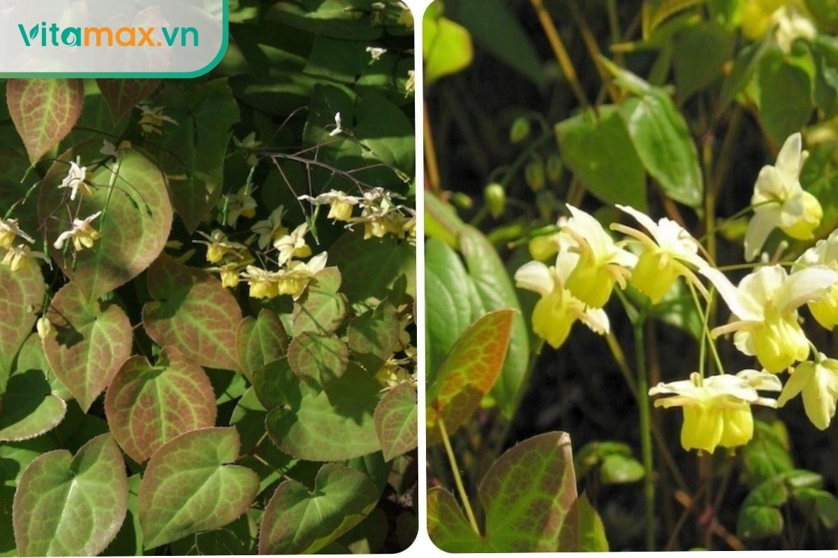 Dâm dương hoắc, thường được gọi là “cỏ sừng dê”, làtcây thuốc nam chữa yếu sinh lý.