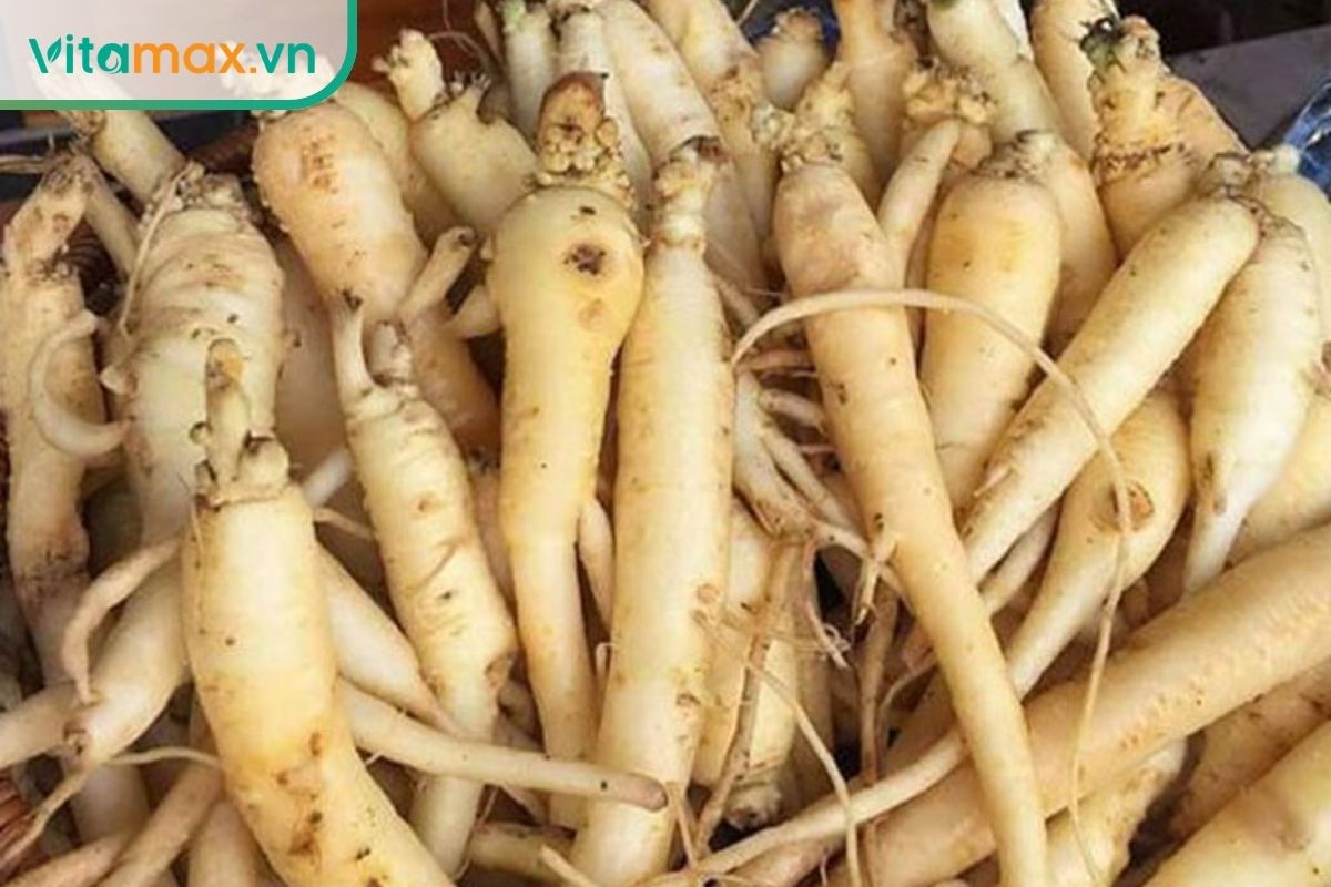 Các củ đẳng sâm tươi màu trắng ngà, thân dài và có nhiều rễ nhỏ