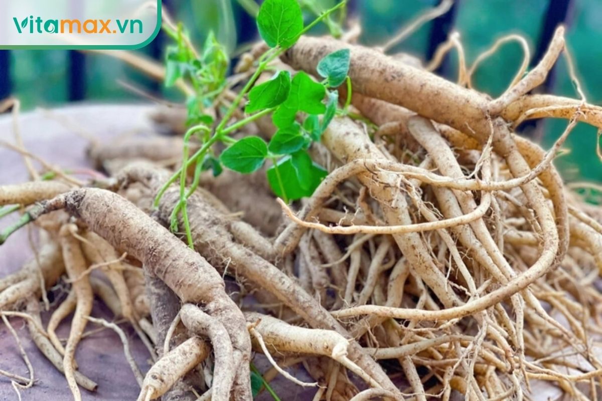 Những củ đảng sâm tươi màu nâu nhạt cùng phần thân và lá xanh.
