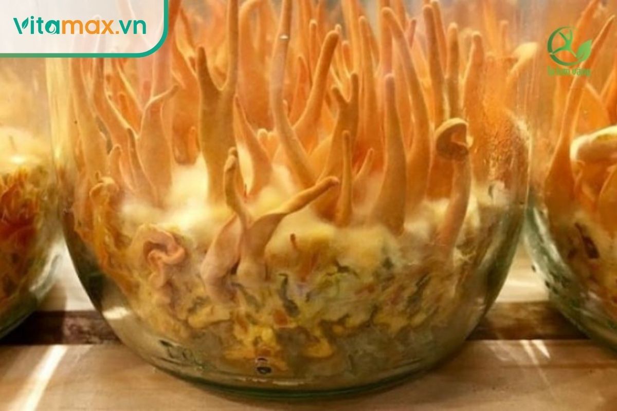 Cận cảnh tay người đang cầm sợi đông trùng hạ thảo khô bị mốc trắng .