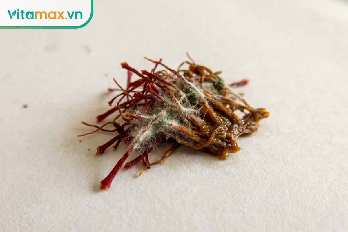 Cận cảnh các sợi saffron bị hỏng, xuất hiện các đốm mốc tơ màu trắng và xanh xám, vón cục bết dính vào nhau do bảo quản sai cách.