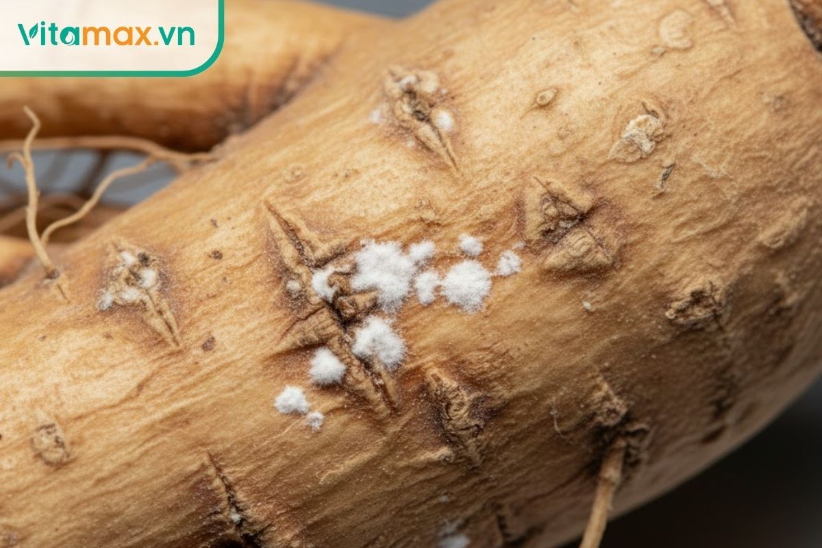 cận cảnh bề mặt sâm khô bị đốm mốc trắng và ẩm ướt