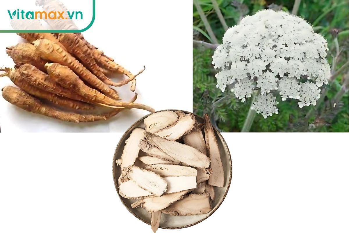 Dâu tằm trắng (Bạch Chỉ) là thảo dược giúp giảm viêm và ổn định đường huyết.
