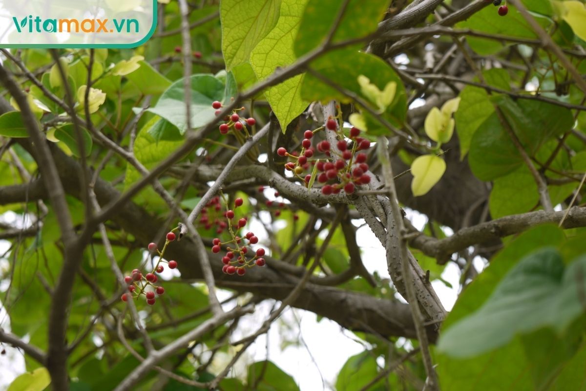 Dây đau xương dạng dây leo với lá xanh và chùm quả đỏ trên cành, minh họa hình thái dược liệu trong tự nhiên.