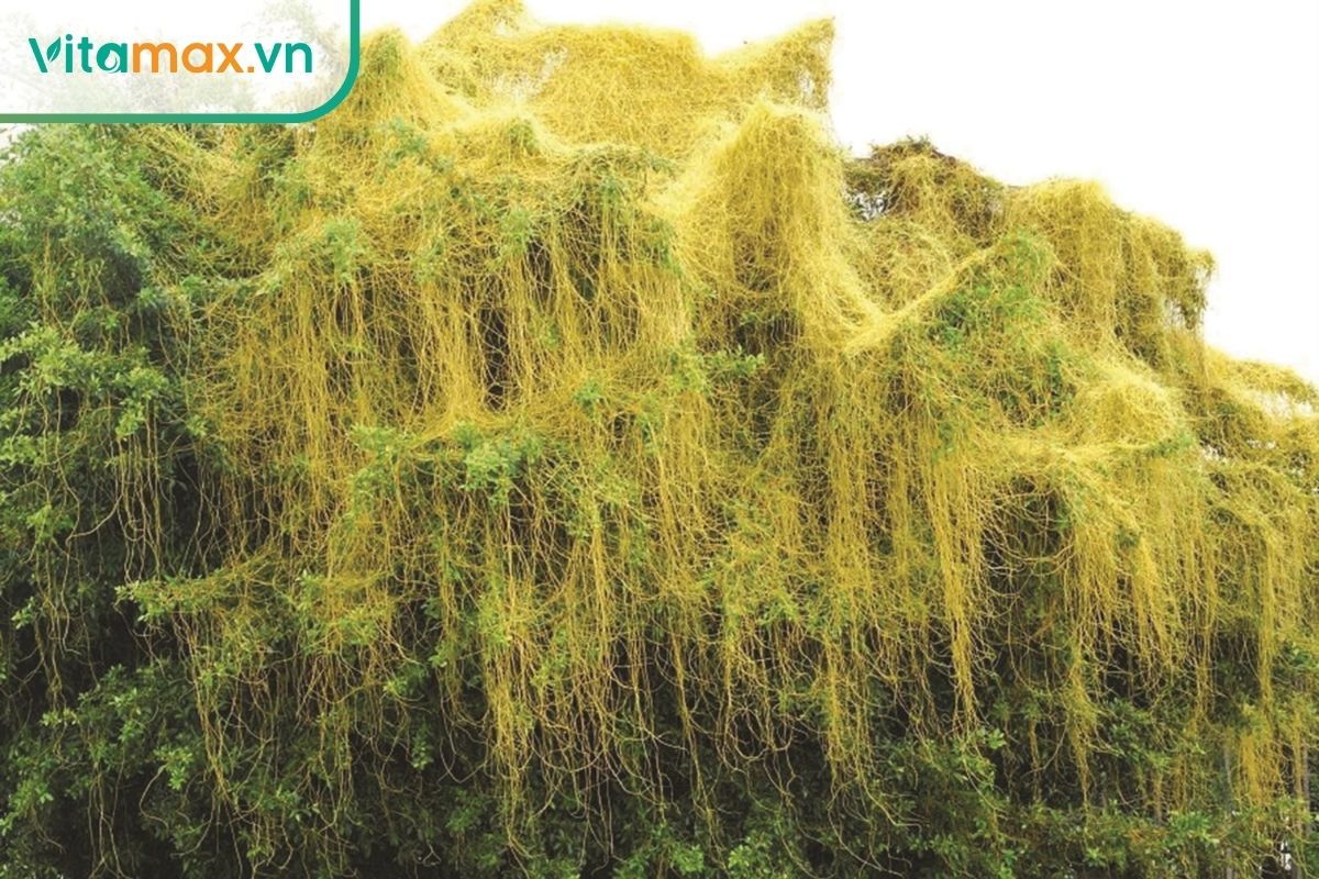Dây tơ hồng có tác dụng cố tinh, bổ thận, giảm di tinh và đau mỏi lưng gối.