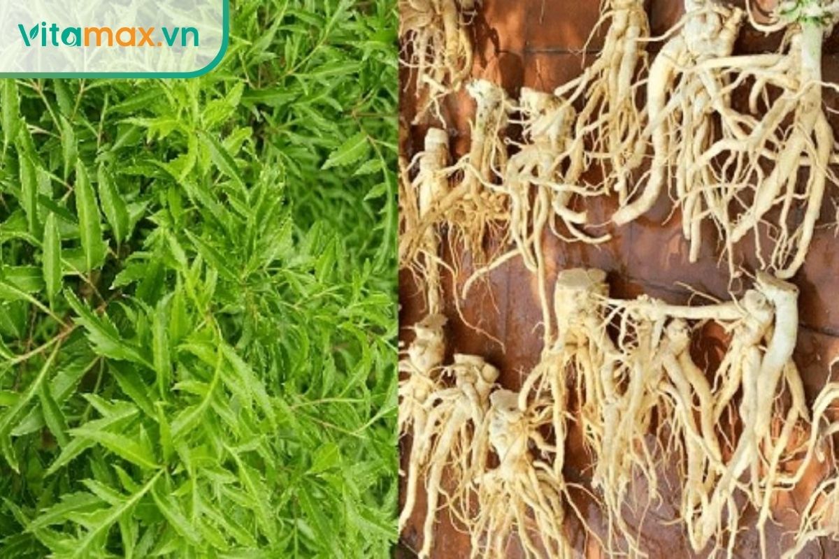 Dịch chiết đinh lăng cho thấy khả năng tăng số lượng, chất lượng tinh trùng.