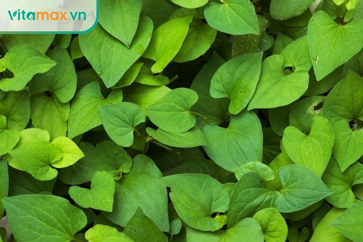 Diếp cá giúp phục hồi da mụn nhờ đặc tính kháng viêm và kháng khuẩn.