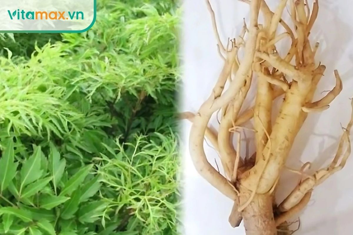 Đinh lăng là thảo dược quen thuộc giúp giảm mệt mỏi và tăng cường sức bền.